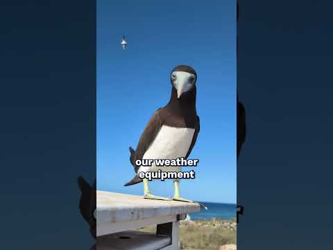 What's it like to work at a remote weather station?
