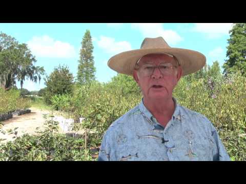 How to Grow Grapefruit Trees