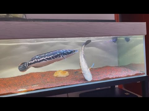 The Snakehead had a night of fighting