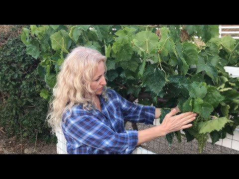HOW TO PRUNE GRAPE VINES IN SUMMER - EASY INSTRUCTIONS
