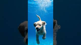 Dynamic Underwater Poodle Diving AI Prompt