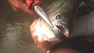 7 РЕАЛЬНО СУЩЕСТВУЮЩИХ ЖИВОТНЫХ С САМЫМИ НЕВЕРОЯТНЫМИ ЗУБАМИ