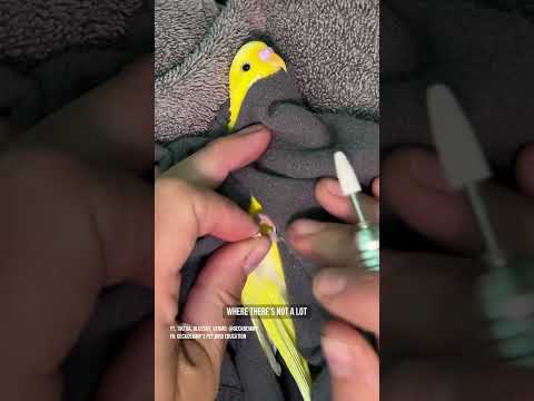 A tiny nail trim for a tiny parrot #budgie #petbird #parrotnailtrim