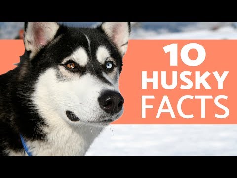 10 Things You Didn’t Know About the Siberian Husky