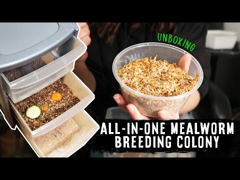 , title : 'The BEST Setup For A Breeding Colony? | MEALWORM UNBOXING & SETTING UP'