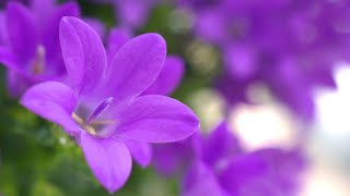 Beautiful Relaxing Music - Study Music, Sleep Music, Piano Music, Meditation Music, Massage Music