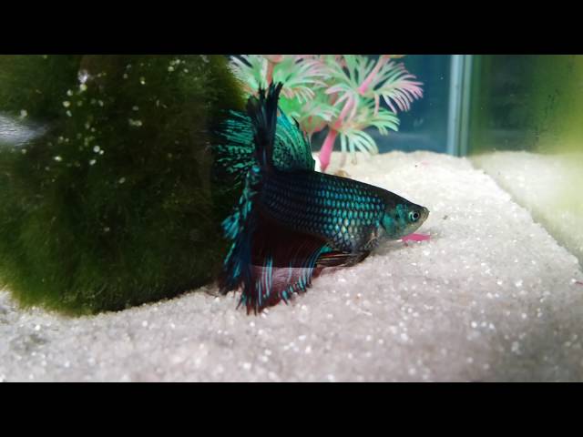 Male delta tail betta fish - Happy fish tank