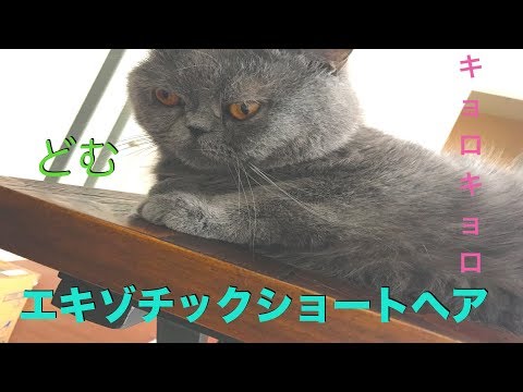 [ エキゾチックショートヘア]キョロキョロするねこ[どむ]