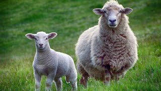 Your Guide to the Differences Between Sheep and Lambs (and Why It Matters)