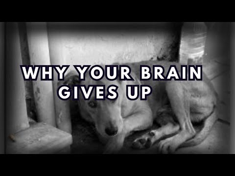 Learned Helplessness: The Dark Experiment Behind Modern Burnout