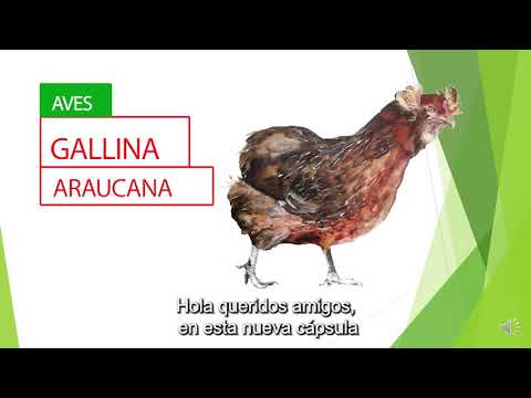 , title : 'GALLINA ARAUCANA'