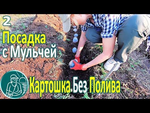 🥔 Planting Potatoes without Watering in Heat and Drought ⯇2⯈ Trench Planting Potatoes and Mulching