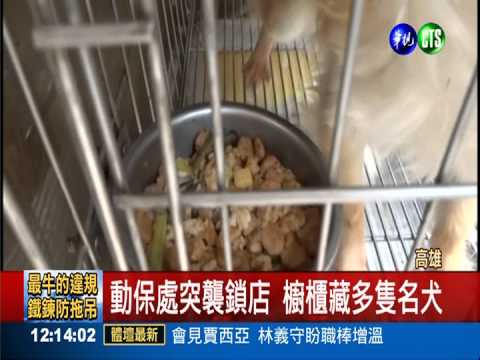 鎖店兼賣狗!櫥櫃悶養10多隻名犬