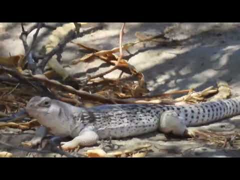 Iguana de Desierto Dipsosaurus dorsalis