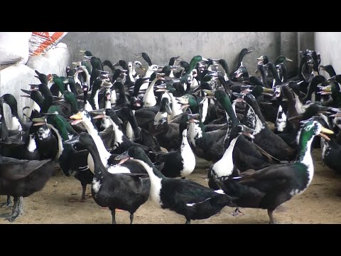 , title : 'Black Duck Farm - Shetland Duck - Best Ways To Make Money'