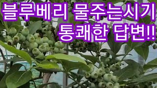 블루베리 묘목,나무 화분재배시 물주는시기,방법 블루베리 키우기