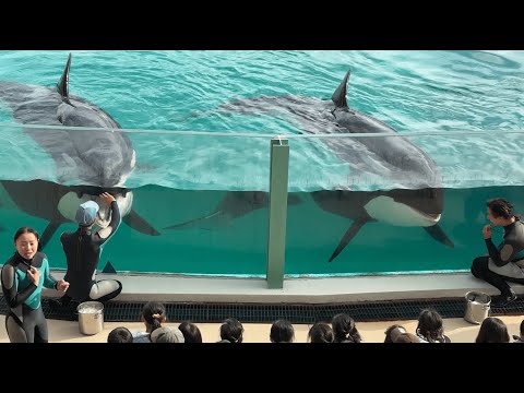 シーワールドについて詳しく解説