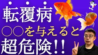金魚 転覆 病 治し 方 Watch Hd Mp4 Videos Download Free