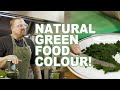 How To Make Natural Green Food Dye Also Known As Chlorophyl