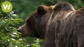 Brown bears in the Alps: Biologist fights to protect the endangered animals