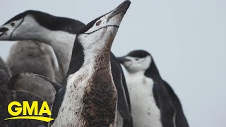 How penguins are being affected by climate change in Antarctica gameplay video by crystallee, 3:55 duration