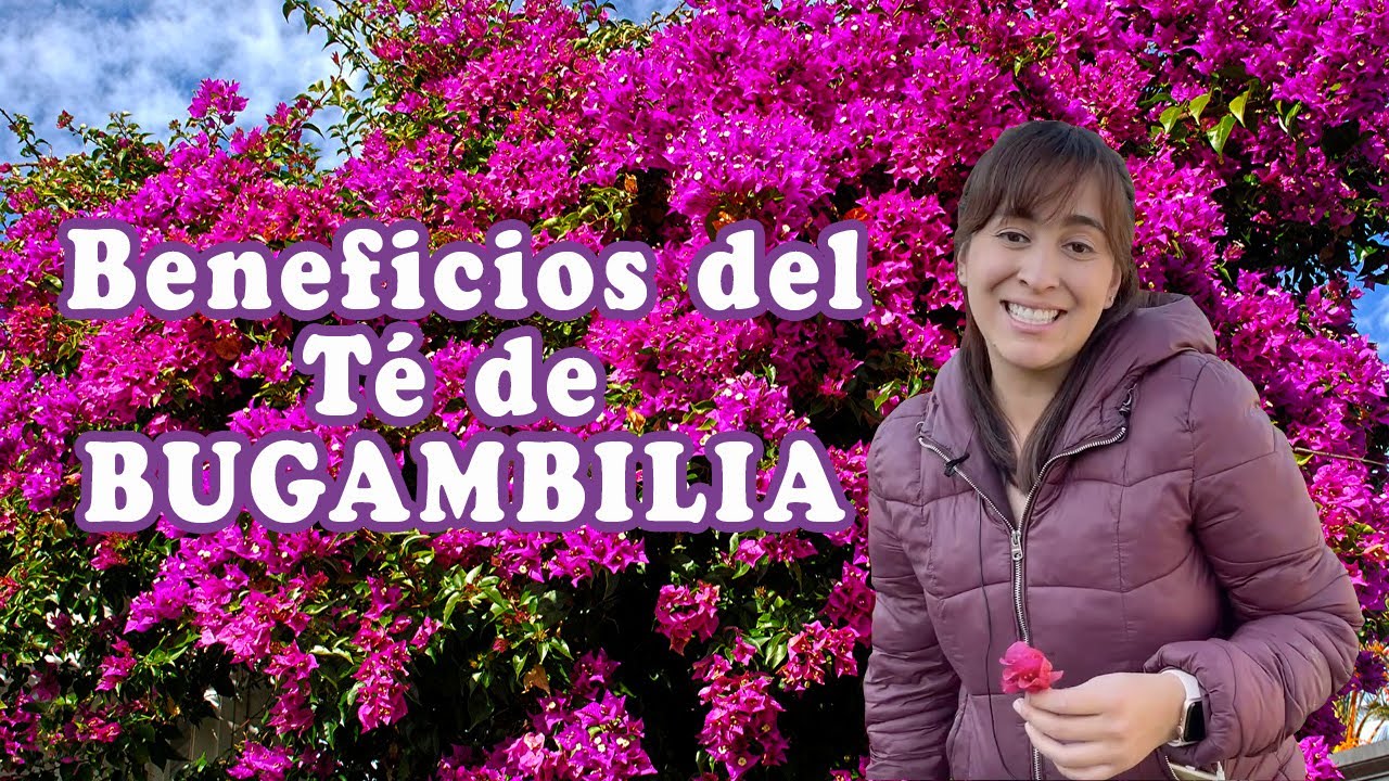 Descubre los Beneficios del Té de Bugambilia: Guía Completa