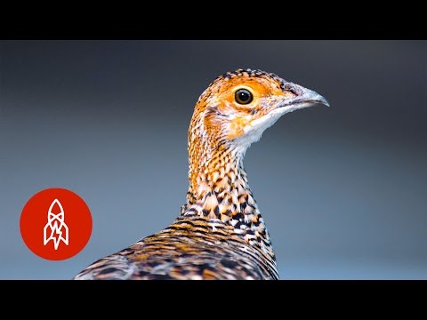 Can This Rare Prairie Chicken Come Back from the Brink?