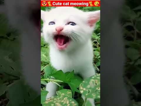 cat meowing🥰 #shorts #viralvideo #viralshorts #trending