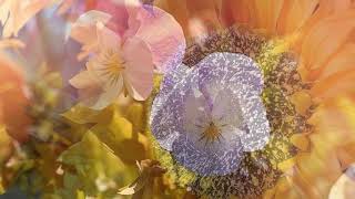 Broken Bridges  (Cara Dillon)