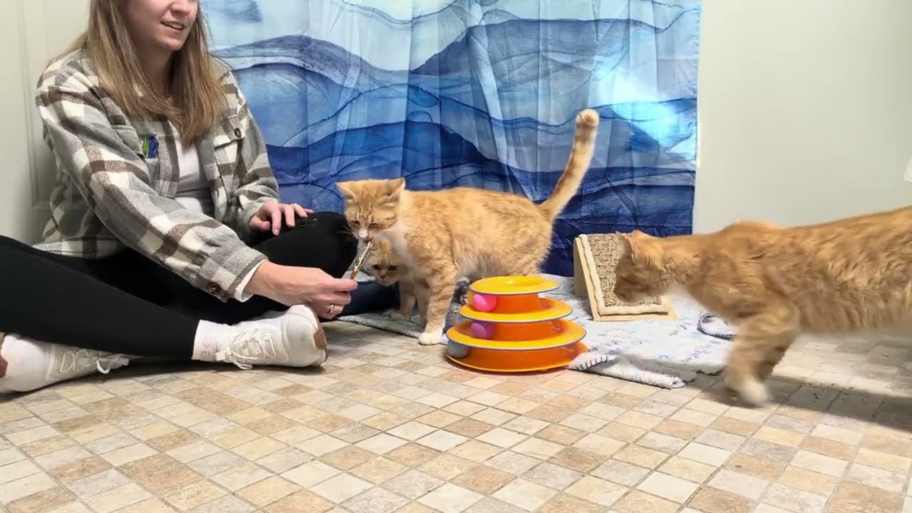 Enlarge Huntsman, a Adoptable mixed breed in Republic, WA video 6/6