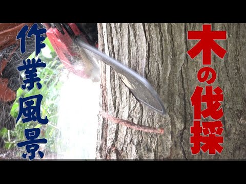 果樹の伐採: 10 のヒント トピックス