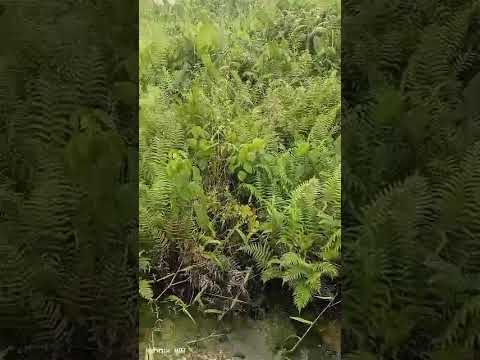 Half Plot of Land For Sale – Ijegun