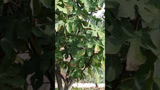 מסר קצר על משמעות שערים - 11/11/11