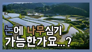 (Q&A) 논에 나무를 심을 수 있나요? 유망한 조경수는? 나무심기 좋은 토양은? 작업가능한 업체는?
