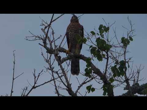 nature in my backyard episode 204 (HD)