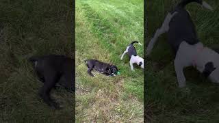 Video preview image #1 American Staffordshire Terrier-Staffordshire Bull Terrier Mix Puppy For Sale in Holly Springs, NC, USA