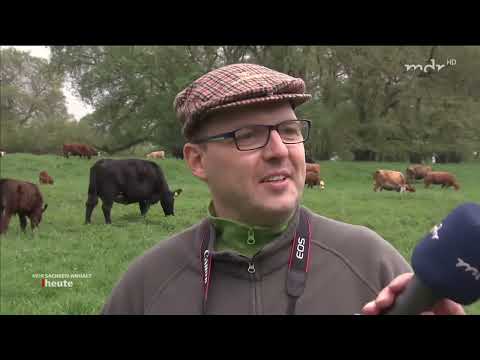 Da teil' ich mir doch 'ne Kuh ~ MDR SACHSEN ANHALT HEUTE
