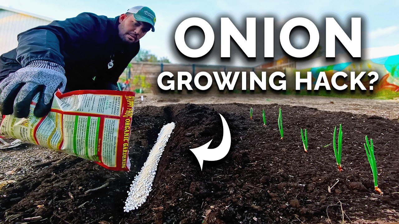 My New Favorite Way To Grow BIG Onions 🧅