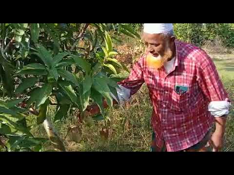 চরআত্রা ইউনিয়ন, নড়িয়া, শরীয়তপুরে জেলায় বারমাসী কাটিমন আম চাষ।