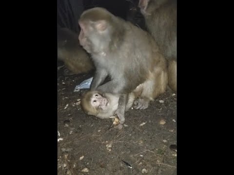 3 Day Old Tiny Orphan Baby Monkey Rescued Update On Brain Damaged Baby Vervet Forest