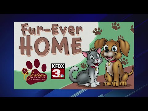 Clay County Animal Shelter 12/2/25 - YouTube