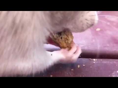 Willow the Rat Eating a Cookie
