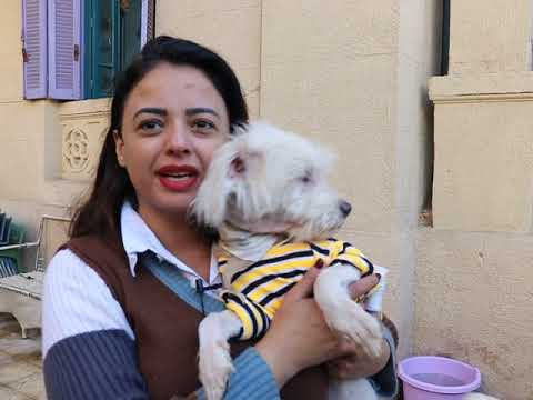 Interview with Mira Gamal - Homeless Dogs Shelter 14.120.2019