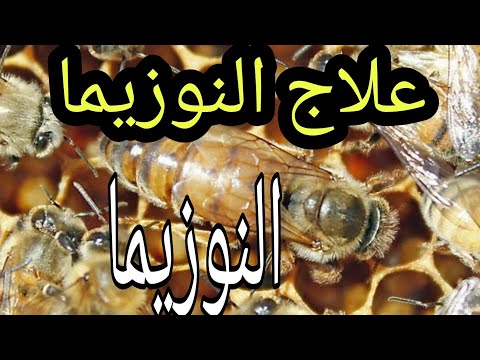 , title : 'ازاي أعالج النوزيما وخطورتها علي النحل'
