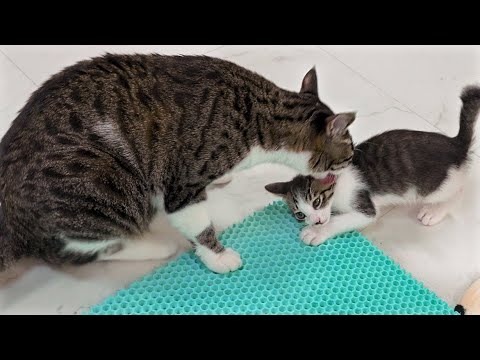 The Big Cat Wants To Be Gentle With the Rescued Kitten │ Episode.168