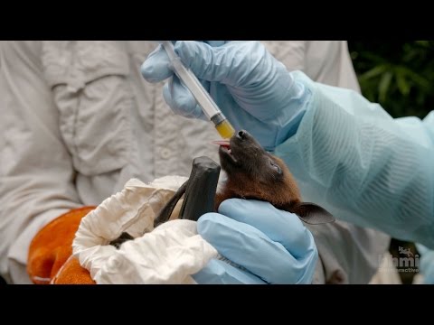 Virus Hunter: Monitoring Nipah Virus in Bat Populations | HHMI BioInteractive Video