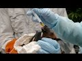 Virus Hunter: Monitoring Nipah Virus in Bat Populations | HHMI BioInteractive Video