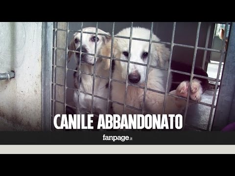 Ultrasuoni articolazioni dellanca nei bambini Khabarovsk Della funzione articolare dellanca