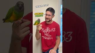 Senegal Parrot Adores Husband but Hates Wife