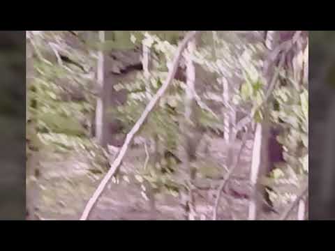 ANGRY BIGFOOT COMPARISON | OHIO FOOTAGE